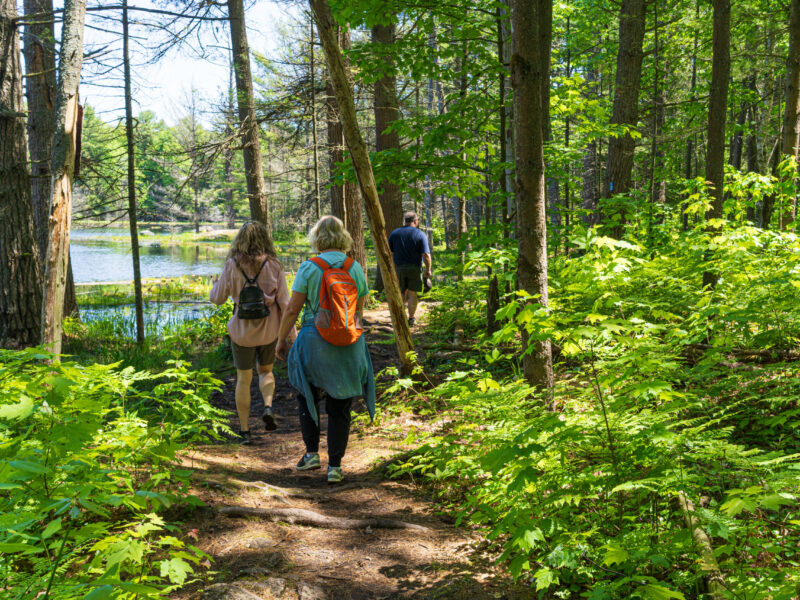 Hardy Lake Hike Group of people walking down a path into the woods with a pond on one side and young maples on the other side.